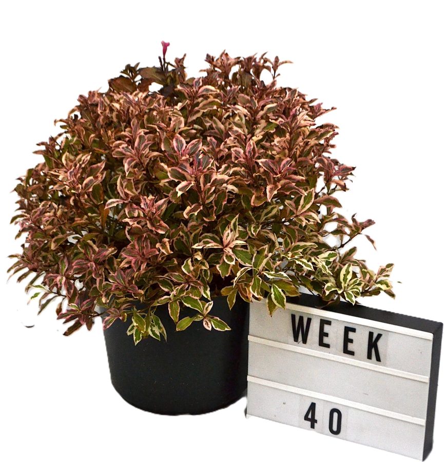 Weigela All Summer Monet C12 - Heesterkwekerij JC Niesin driekleurig blad