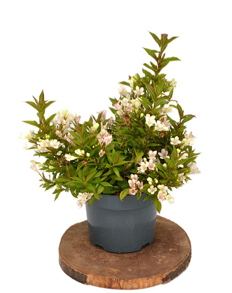Weigela picobella Bianco C3 - Heesterkwekerij JC Niesing witte bloemen zomerbloei